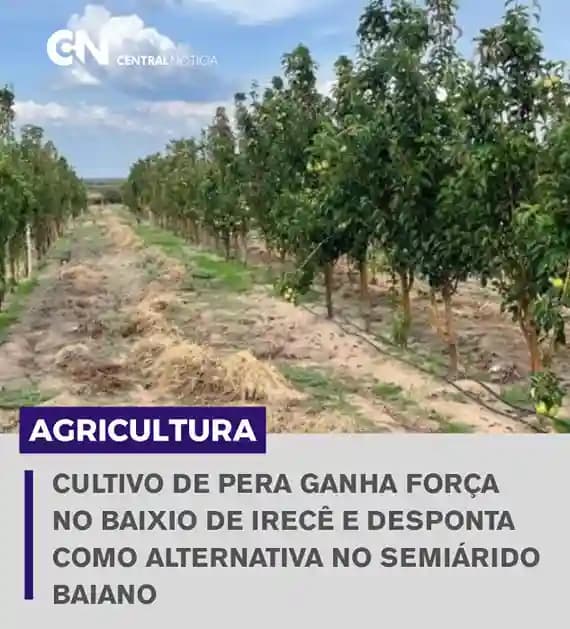 Irecê - Inovação no Campo: Cultivo de pera ganha força no Baixio de Irecê