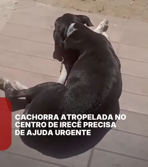 Irecê - Pedido de Ajuda: Cadela atropelada no centro de Irecê precisa de socorro urgente