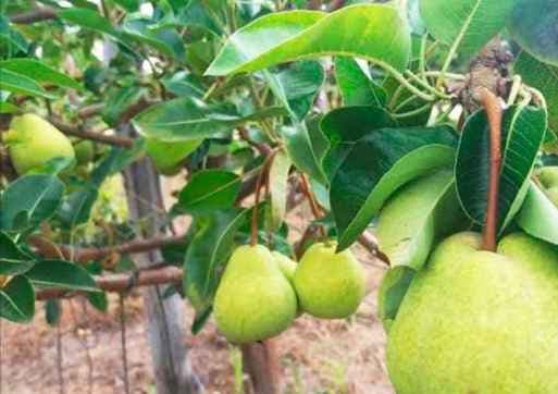 Irecê - Inovação no Campo: Cultivo de Pêra surge como nova aposta para o agronegócio no Baixio de Irecê
