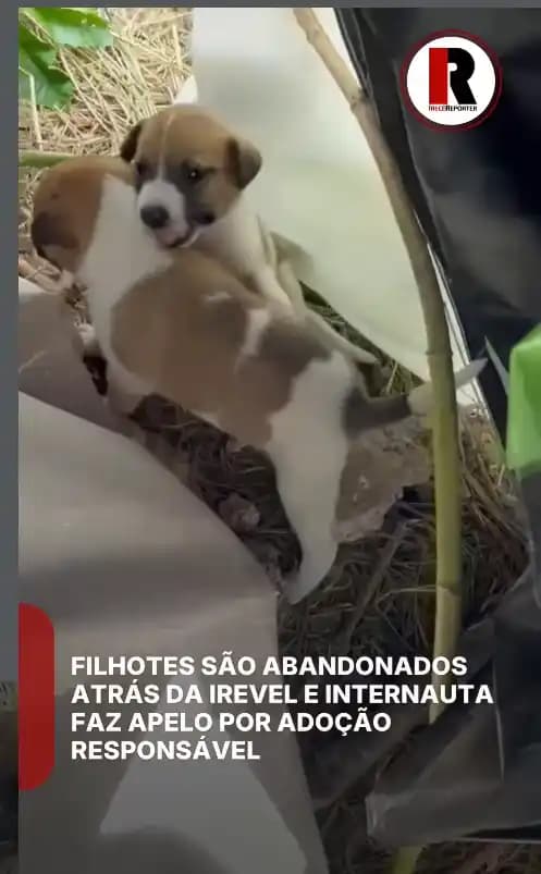 Irecê - Alerta de Solidariedade: Filhotes Abandonados Buscam um Novo Lar no Bairro Novo Irecê
