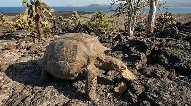 O Retorno de uma Lenda: Tartaruga Gigante de Fernandina é Redescoberta Viva após um Século